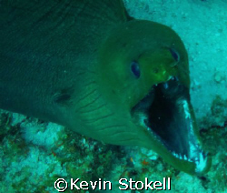 Angry 7ft. Green Moray. Picture taken off the east point ... by Kevin Stokell 